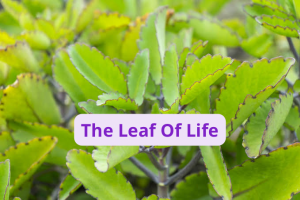 The Leaf Of Life- Bryophyllum Pinnatum Benefits